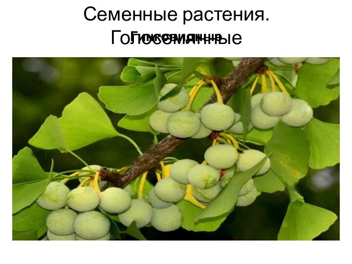 Семенные растения. Голосемянные Гинковидные