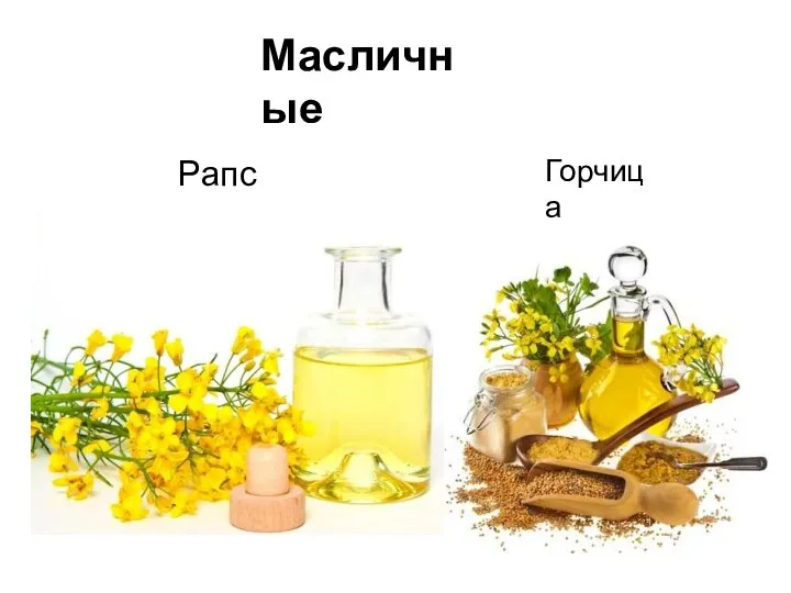 Рапс Масличные Горчица