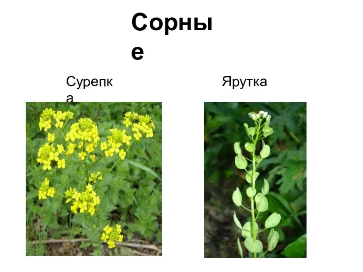 Сорные Сурепка Ярутка