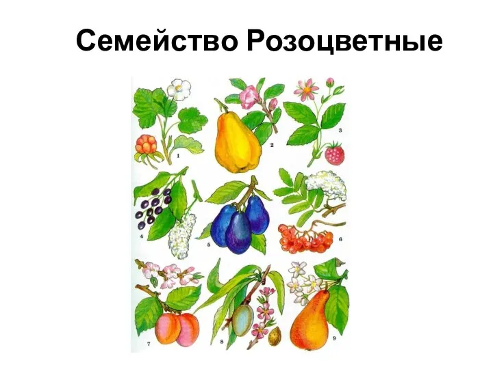 Семейство Розоцветные