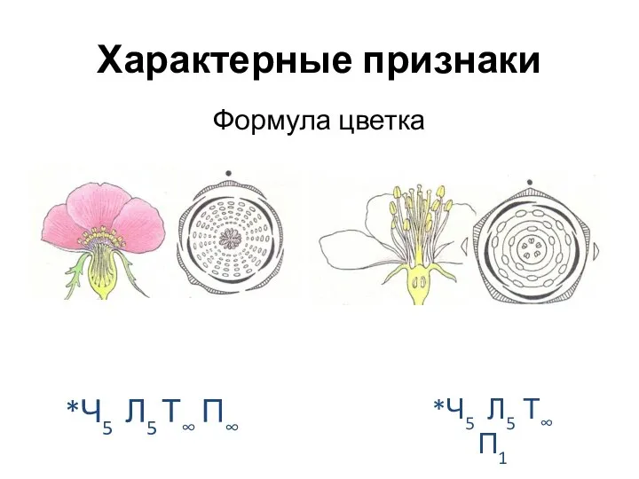 Характерные признаки Формула цветка *Ч5 Л5 Т∞ П∞ *Ч5 Л5 Т∞ П1