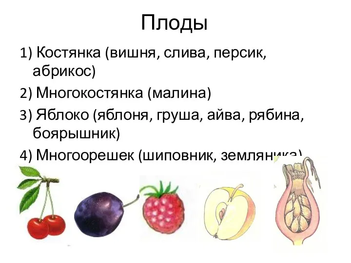 Плоды 1) Костянка (вишня, слива, персик, абрикос) 2) Многокостянка (малина) 3) Яблоко