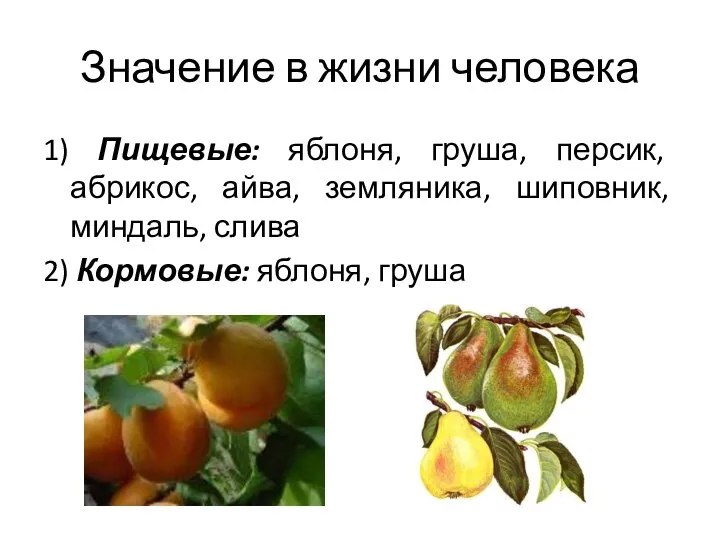 Значение в жизни человека 1) Пищевые: яблоня, груша, персик, абрикос, айва, земляника,