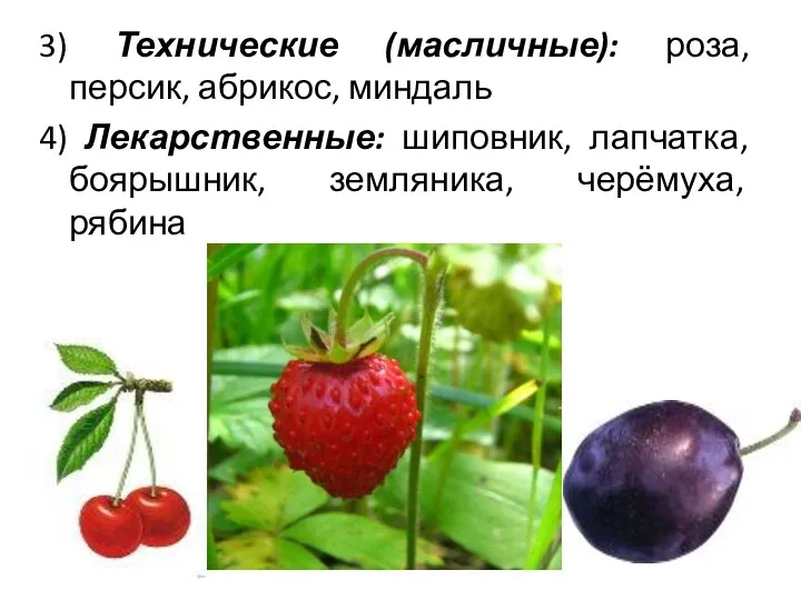 3) Технические (масличные): роза, персик, абрикос, миндаль 4) Лекарственные: шиповник, лапчатка, боярышник, земляника, черёмуха, рябина