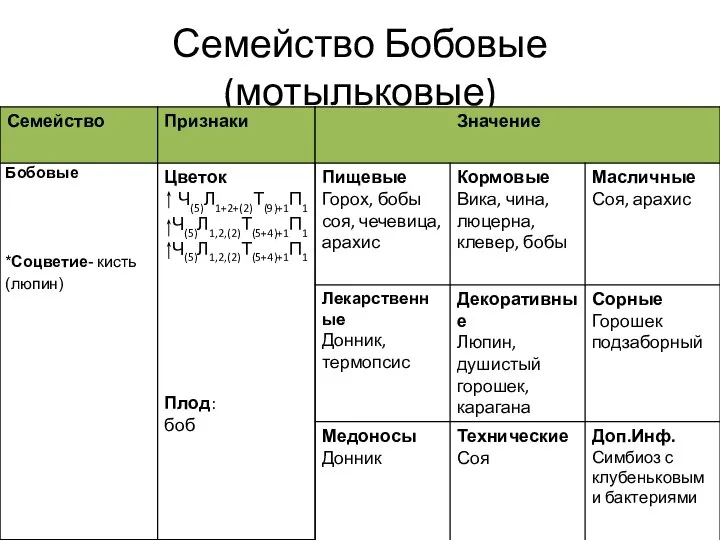 Семейство Бобовые (мотыльковые)