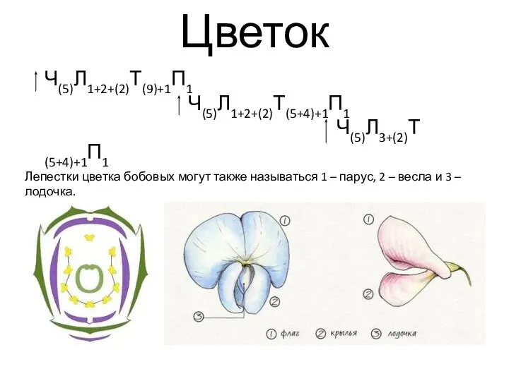 Цветок Ч(5)Л1+2+(2)Т(9)+1П1 Ч(5)Л1+2+(2)Т(5+4)+1П1 Ч(5)Л3+(2)Т(5+4)+1П1 Лепестки цветка бобовых могут также называться 1 –