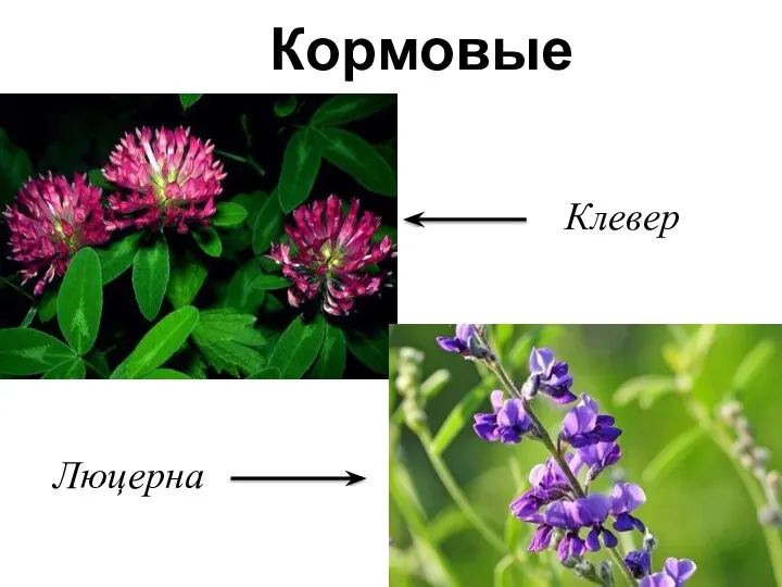 Кормовые Клевер Люцерна