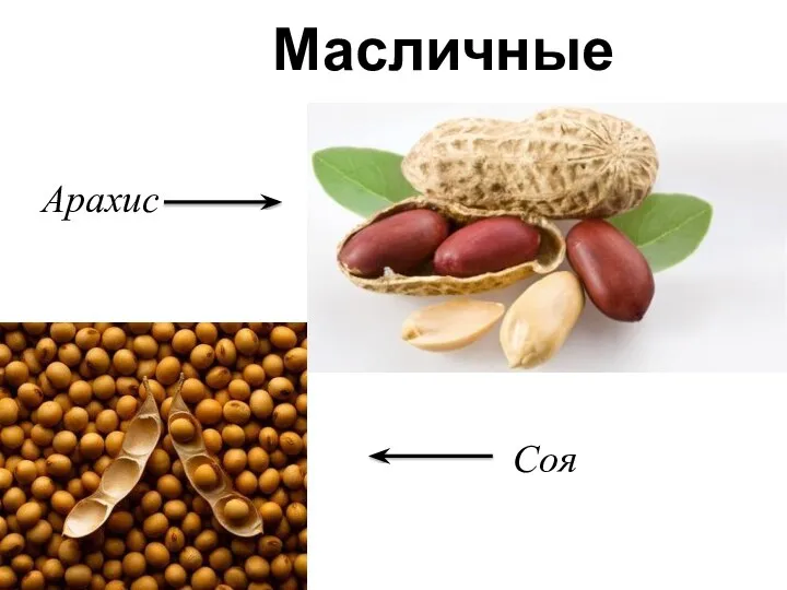 Масличные Арахис Соя