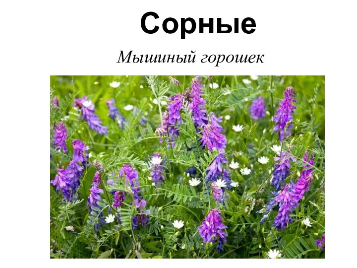 Сорные Мышиный горошек