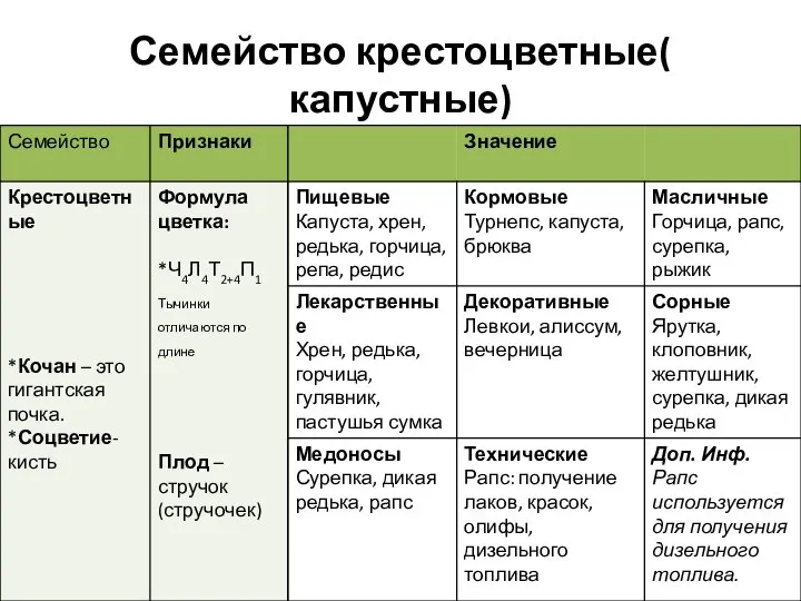 Семейство крестоцветные( капустные)