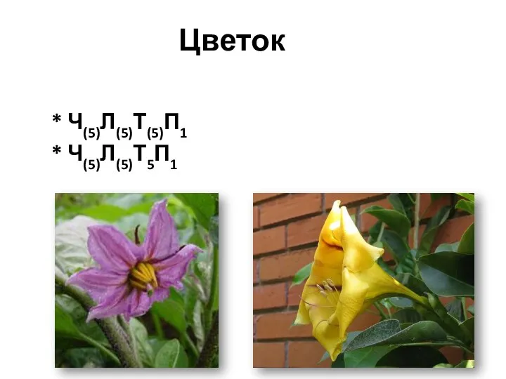 Цветок * Ч(5)Л(5)Т(5)П1 * Ч(5)Л(5)Т5П1