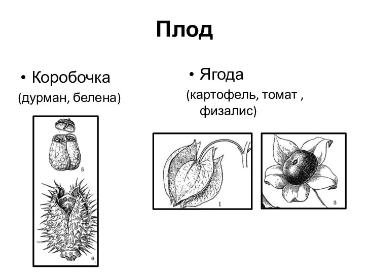 Плод Коробочка (дурман, белена) Ягода (картофель, томат , физалис)