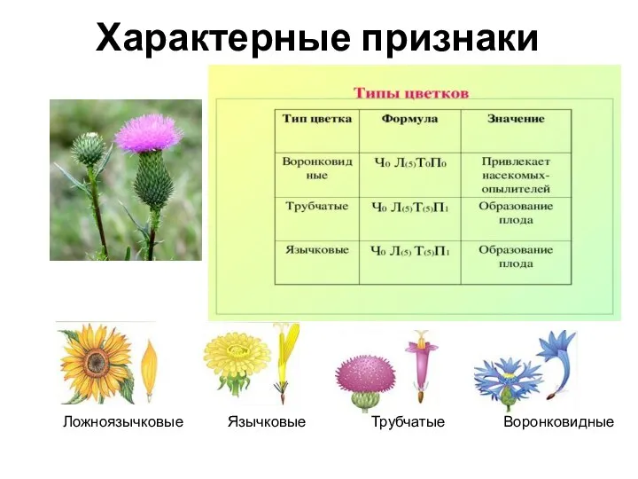 Характерные признаки Ложноязычковые Язычковые Трубчатые Воронковидные