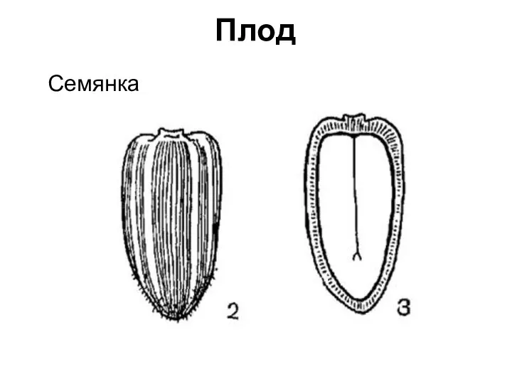 Плод Семянка