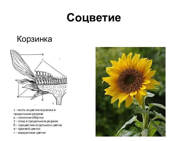 Соцветие Корзинка 1 - часть соцветия корзинки в продольном разрезе а –