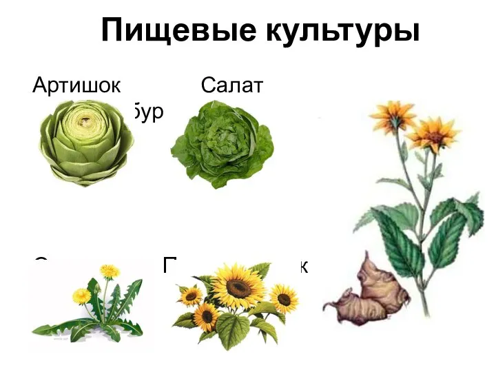 Пищевые культуры Артишок Салат Топинамбур Одуванчик Подсолнечник