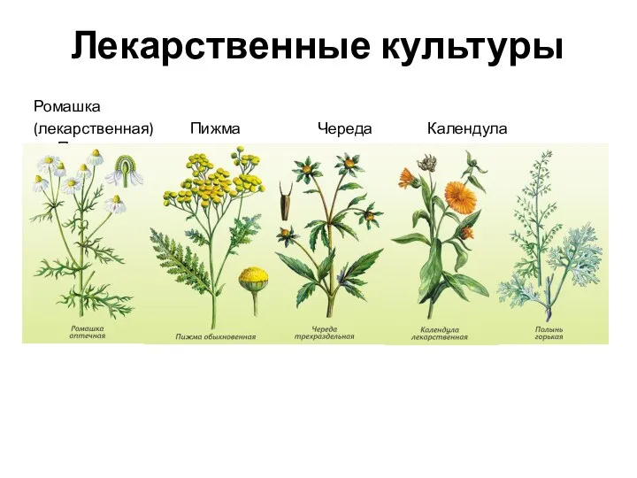 Лекарственные культуры Ромашка (лекарственная) Пижма Череда Календула Полынь