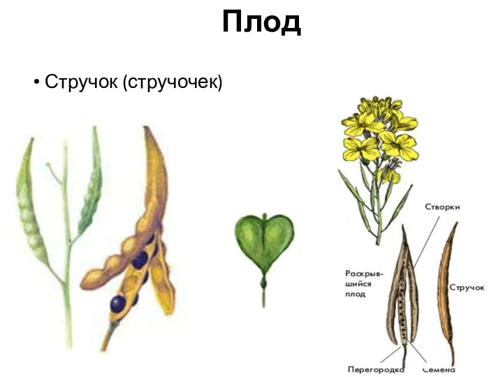 Плод Стручок (стручочек)