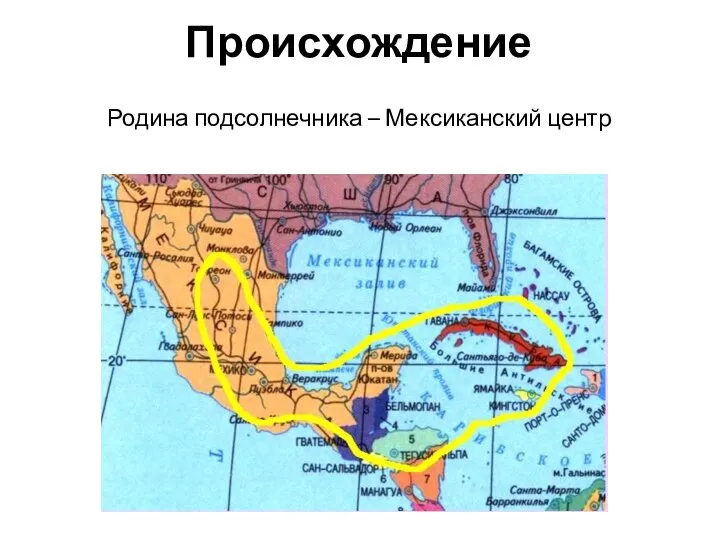 Происхождение Родина подсолнечника – Мексиканский центр