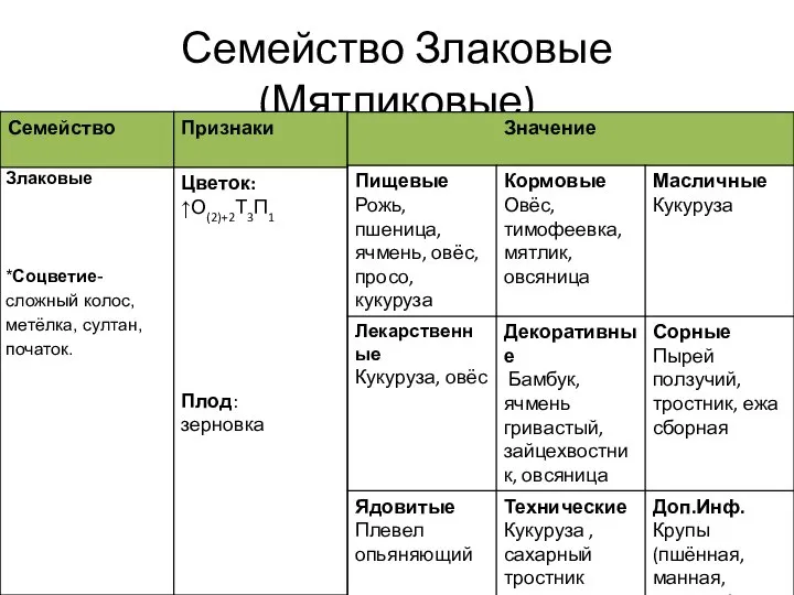 Семейство Злаковые (Мятликовые)