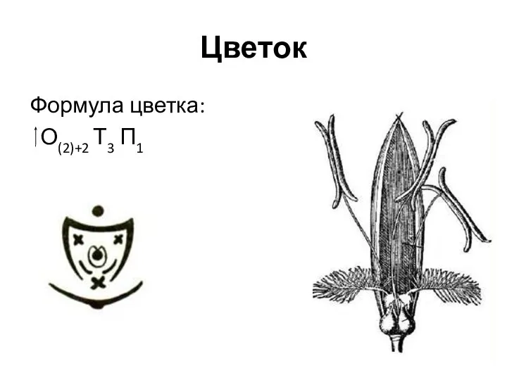 Цветок Формула цветка: О(2)+2 Т3 П1