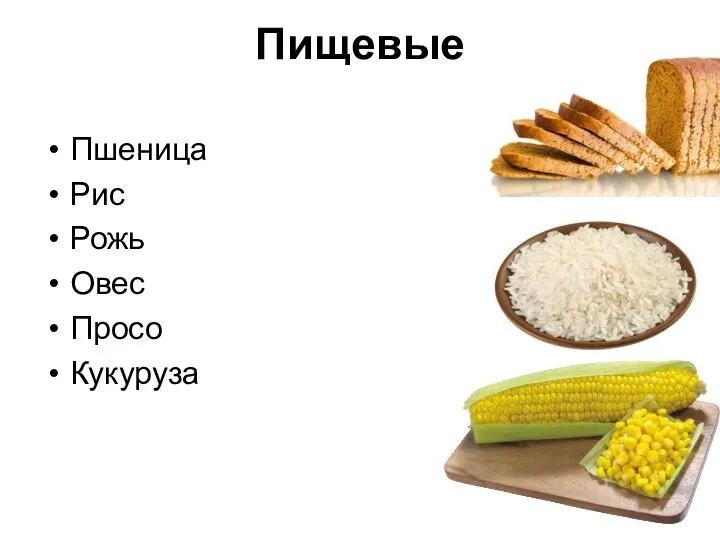 Пищевые Пшеница Рис Рожь Овес Просо Кукуруза