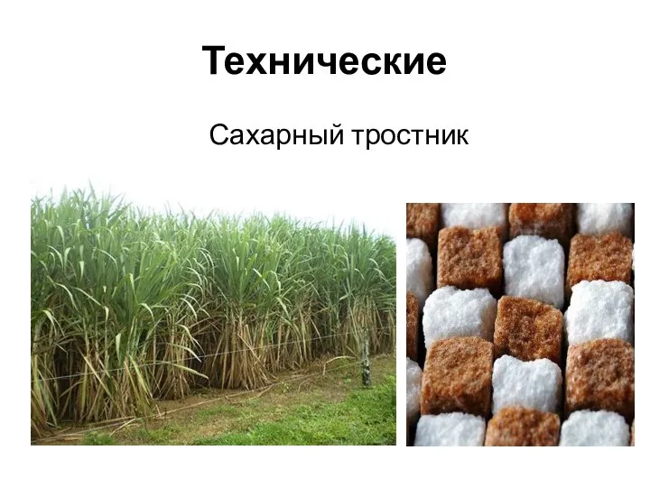 Технические Сахарный тростник