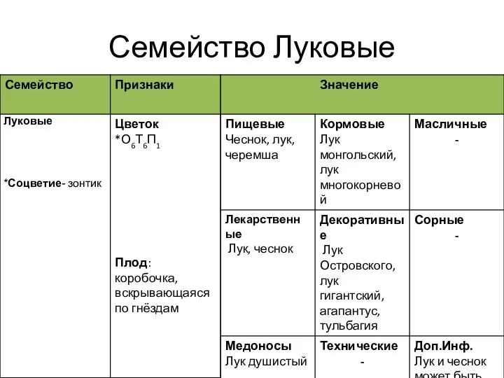 Семейство Луковые