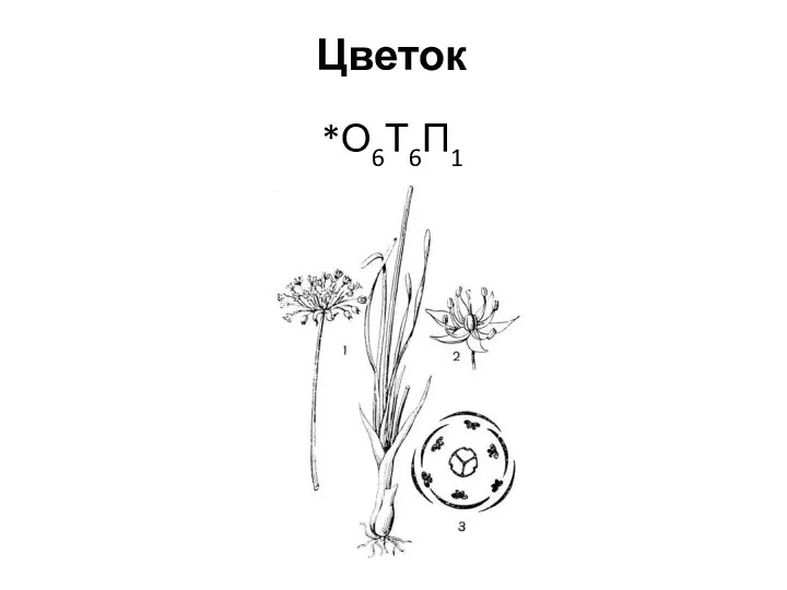 Цветок *О6Т6П1