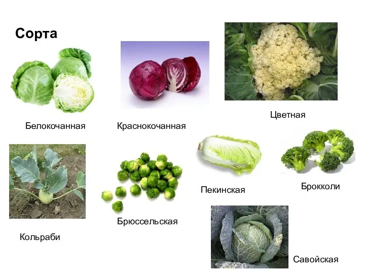 Сорта капусты Белокочанная Краснокочанная Цветная Кольраби Брюссельская Пекинская Брокколи Савойская