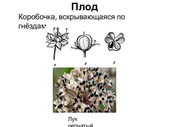 Плод Коробочка, вскрывающаяся по гнёздам Лук репчатый