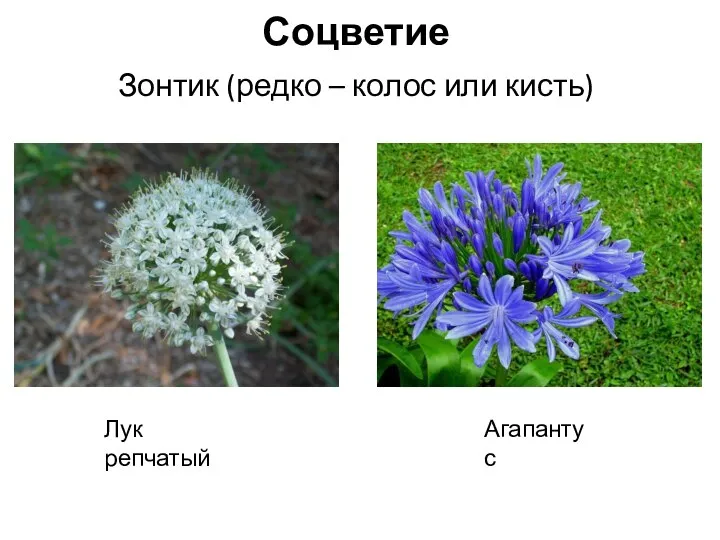 Соцветие Зонтик (редко – колос или кисть) Лук репчатый Агапантус