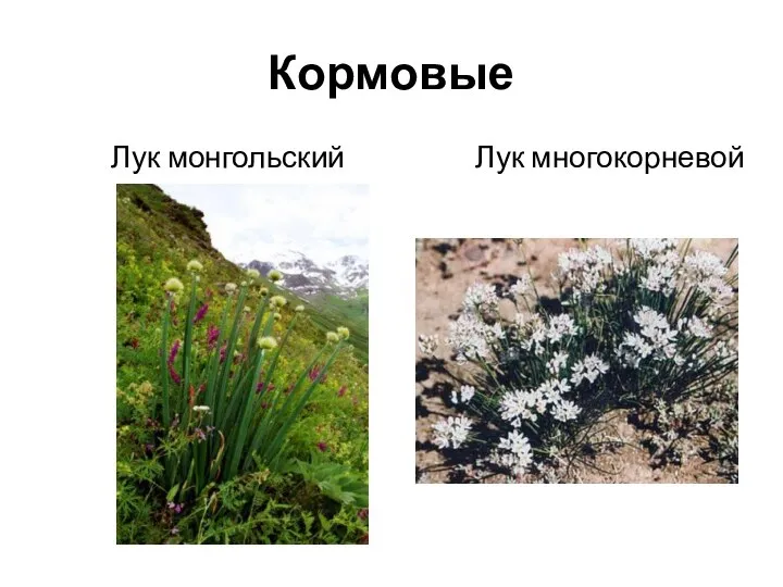 Кормовые Лук монгольский Лук многокорневой