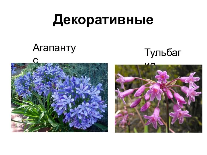 Декоративные Агапантус Тульбагия