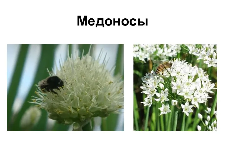 Медоносы