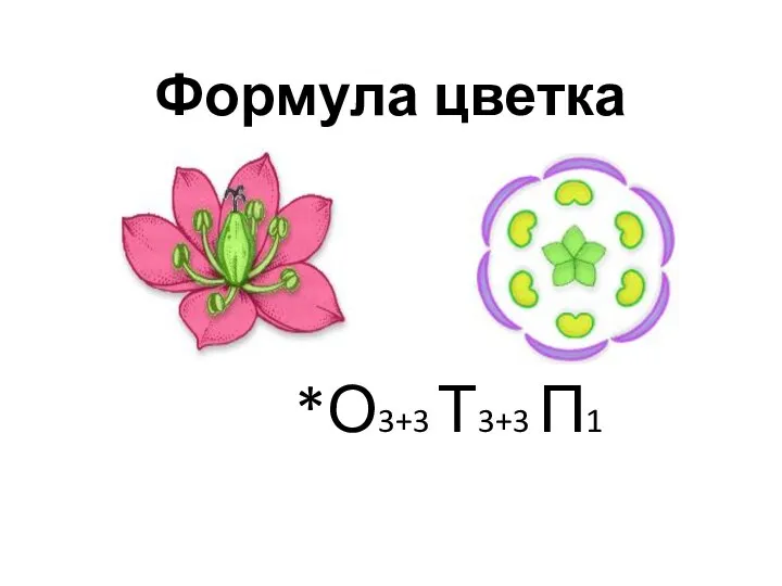 Формула цветка *О3+3 Т3+3 П1