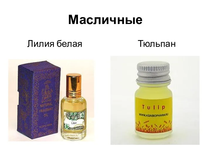 Масличные Лилия белая Тюльпан