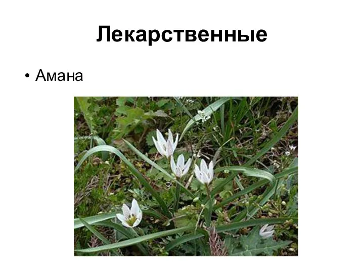 Лекарственные Амана