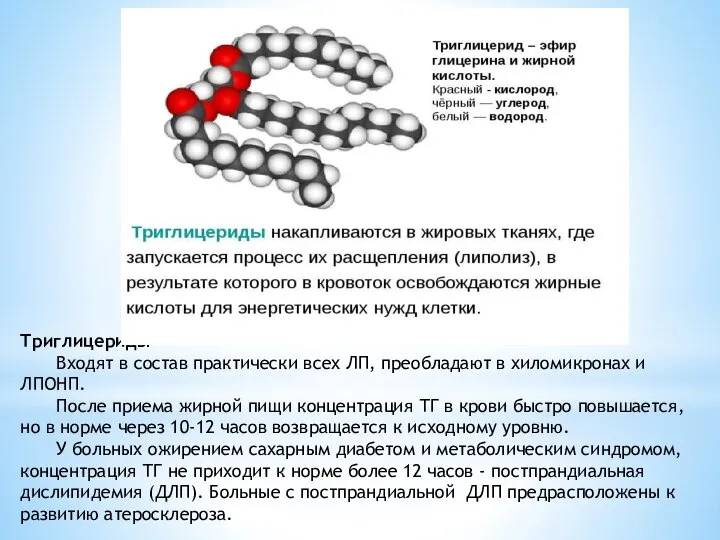Триглицериды Входят в состав практически всех ЛП, преобладают в хиломикронах и ЛПОНП.