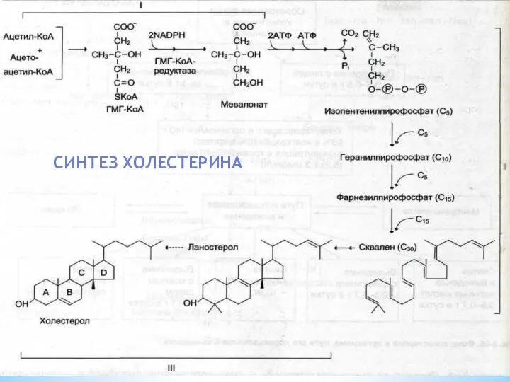 СИНТЕЗ ХОЛЕСТЕРИНА