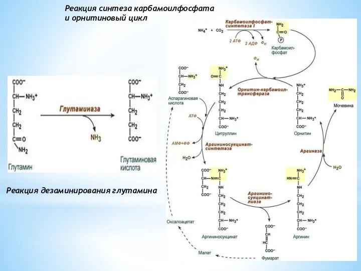 Реакция дезаминирования глутамина Реакция синтеза карбамоилфосфата и орнитиновый цикл