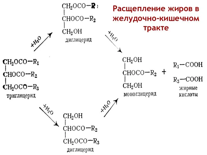 Расщепление жиров в желудочно-кишечном тракте