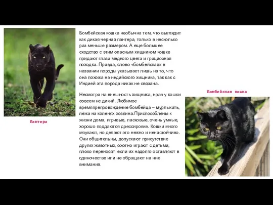 Бомбейская кошка необычна тем, что выглядит как дикая черная пантера, только в