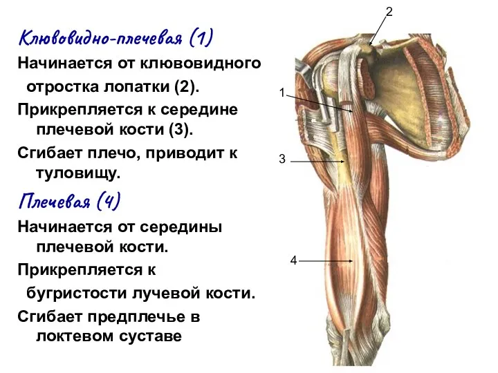 Клювовидно-плечевая (1) Начинается от клювовидного отростка лопатки (2). Прикрепляется к середине плечевой