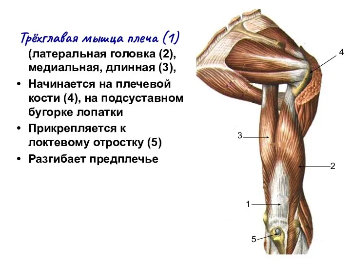 Трёхглавая мышца плеча (1) (латеральная головка (2), медиальная, длинная (3), Начинается на