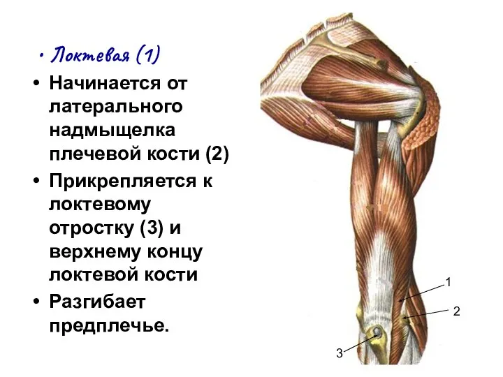 Локтевая (1) Начинается от латерального надмыщелка плечевой кости (2) Прикрепляется к локтевому