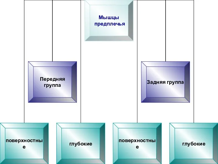 Мышцы предплечья