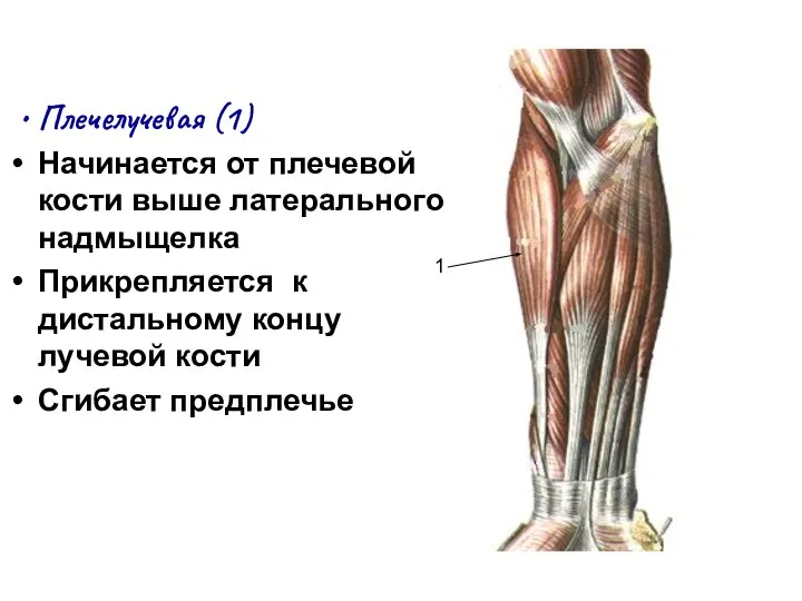 Плечелучевая (1) Начинается от плечевой кости выше латерального надмыщелка Прикрепляется к дистальному