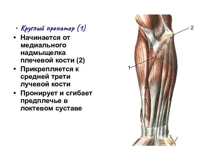 Круглый пронатор (1) Начинается от медиального надмыщелка плечевой кости (2) Прикрепляется к