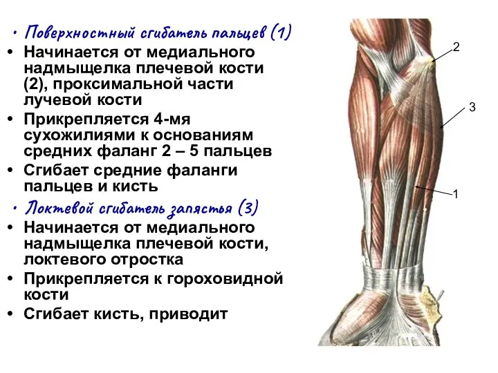 Поверхностный сгибатель пальцев (1) Начинается от медиального надмыщелка плечевой кости (2), проксимальной